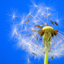 Seeds and Seed Pods 