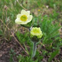 Unidentified Alpine Flower