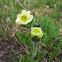 Unidentified Alpine Flower