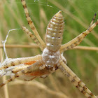Banded Garden Silver Orbweaver