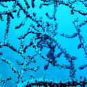 Pygmy Seahorse