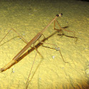 Mantis