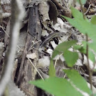 Ground Skink
