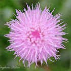 Thistle