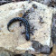 Slimy Salmander
