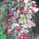 Haw berries