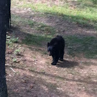 black bear