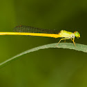 Coromandel Marsh Dart