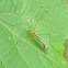 Crane Fly