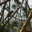 European Goldfinch