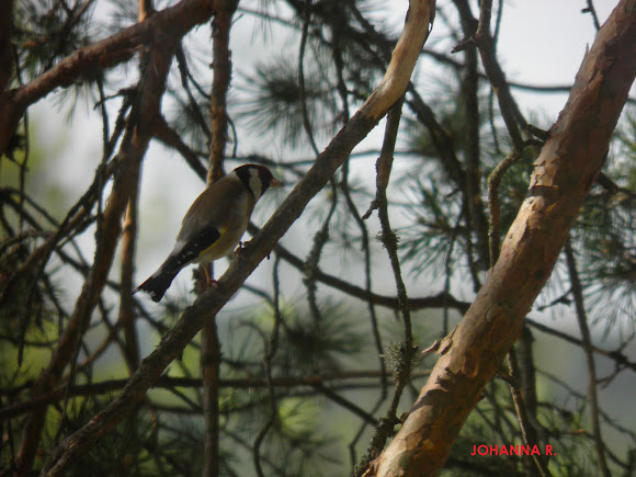 Spotting Image 1