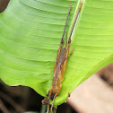 Katydid