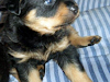 Vendo Excelentes Cachorros Rottweiler