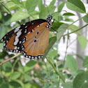 Monarch butterfly