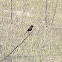 Pied Bushchat