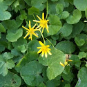 A small yellow composite