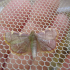 Yellow-fringed Dolichomia