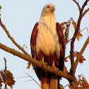 Brahminy kite