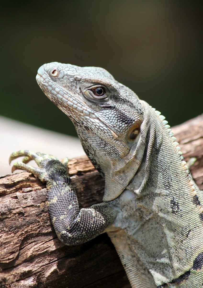 Mexican Spiny-tailed Iguana (medium stage)