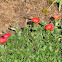 Purslane Red Flower