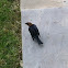 Brown-headed Cowbird