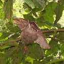 Philippine Frogmouth