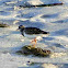 Ruddy Turnstone