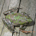 Southern Cricket Frog