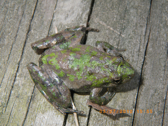 Spotting Image 1