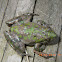 Southern Cricket Frog