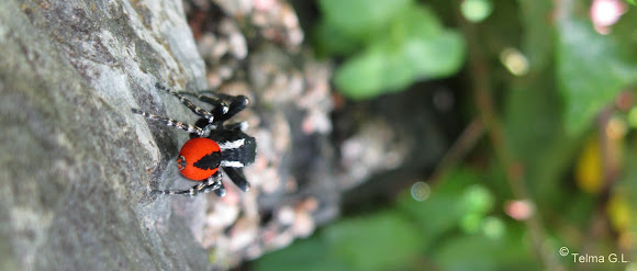 Spotting Image 1