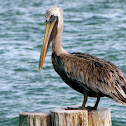 Brown Pelican