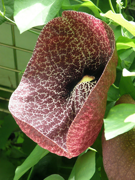 Spotting Image 1