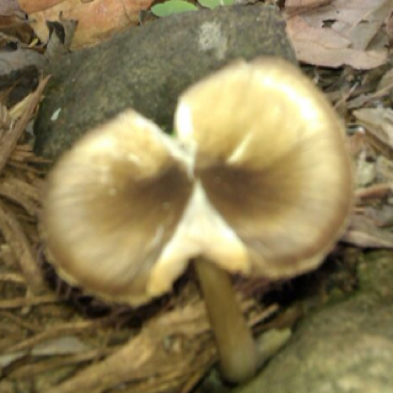 Mushroom
