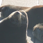 California Sea Lion