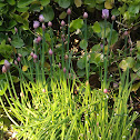 Chives