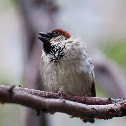 House Sparrows