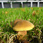 Xerocomus bubalinus