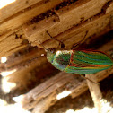 Golden buprestid