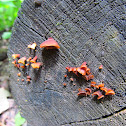 Arcyria incarnata