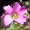 Oxalis (flor del trébol, pero no es trébol)
