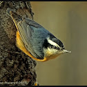 Red-breasted Nuthatch