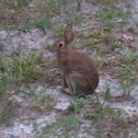 Bunny rabbit