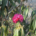 Rhododendron