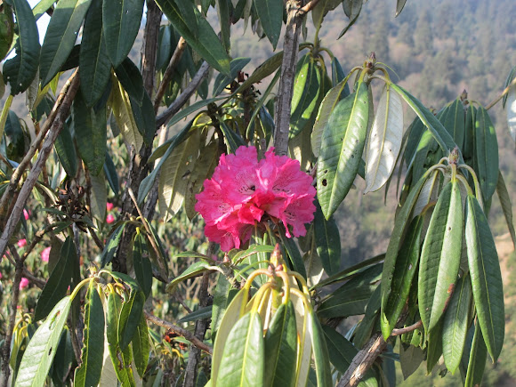 Spotting Image 1
