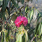 Rhododendron