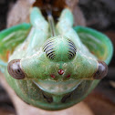 Cicada