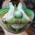 Cicada