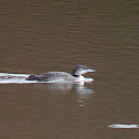 Common Loon