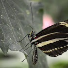 Zebra Longwing